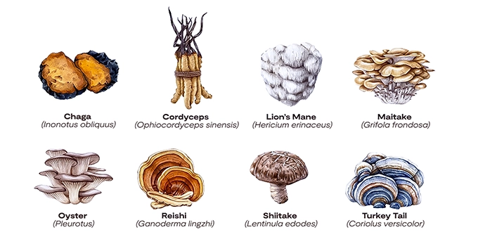 Types of medicinal mushrooms | Trainest