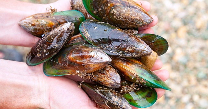 Handfuls of green-lipped mussels | Trainest 