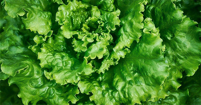 A close-up of fresh lettuce | Trainest
