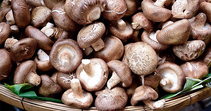 A basket of freshly-picked mushrooms | Trainest
