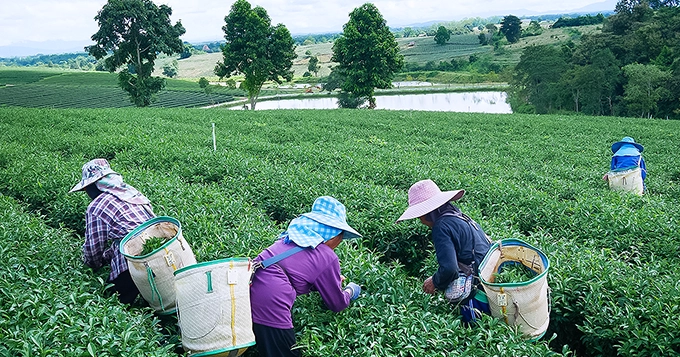 A group of farmers harvesting green tea leaves | Trainest 