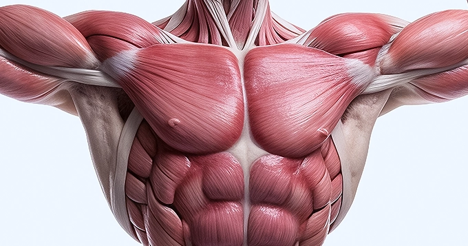 Muscular anatomy of the upper body | Trainest 