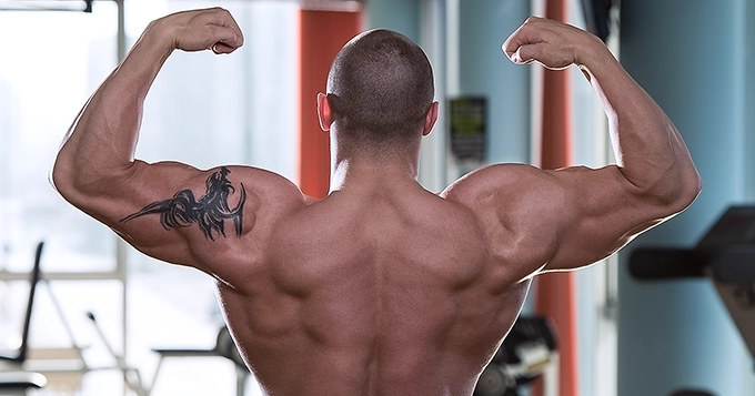 A closeup of a bodybuilder's torso from the back | Trainest 