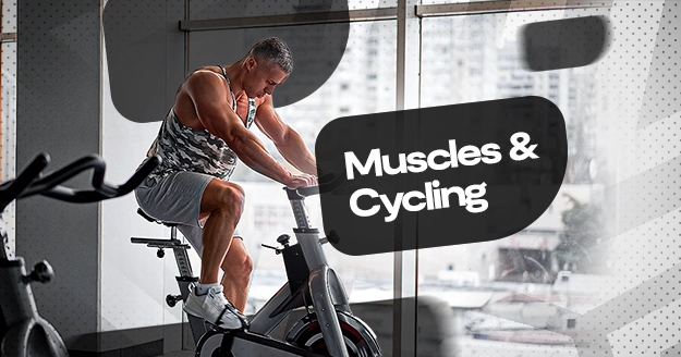 Muscles and Cycling | Trainest