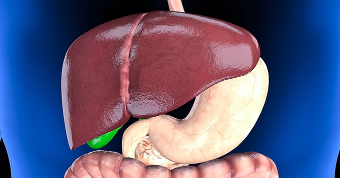 A liver highlighted within the body | Trainest