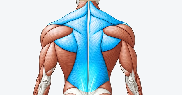 Back Muscle Group | Trainest