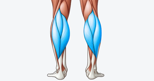 Calves Muscle Group | Trainest