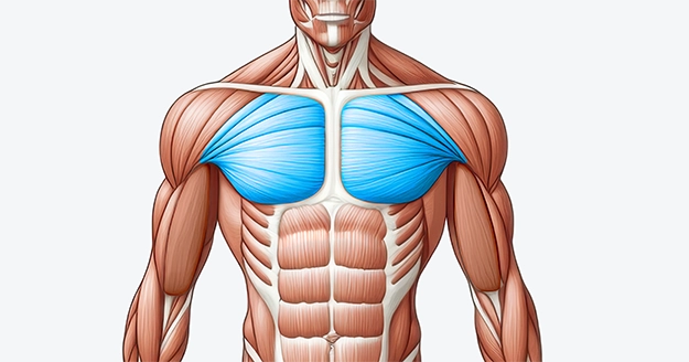 Chest Muscle Group | Trainest