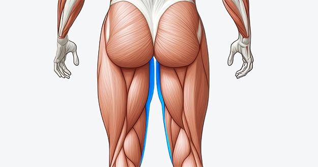 Hip Adductors Muscle Group | Trainest