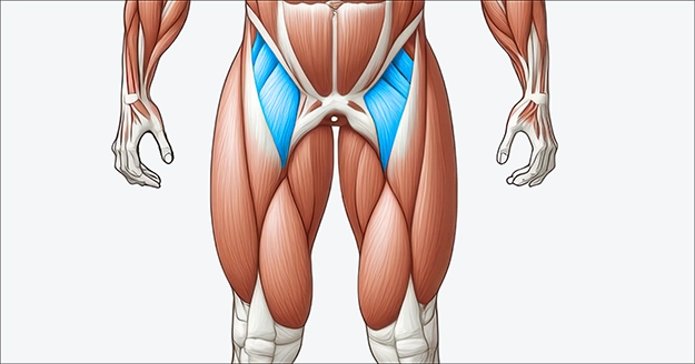 Hip Flexors Muscle Group | Trainest