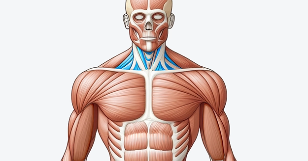 Neck Muscle Group | Trainest