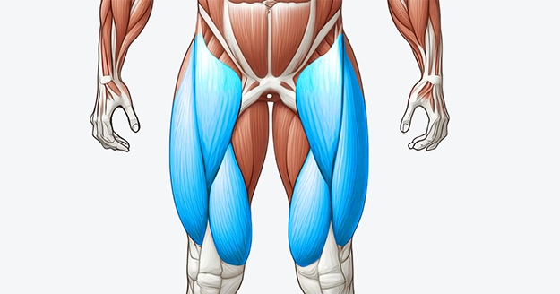 Quads Muscle Group | Trainest