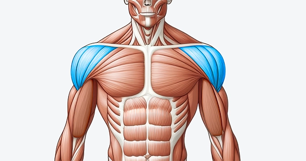 Shoulder Muscle Group | Trainest