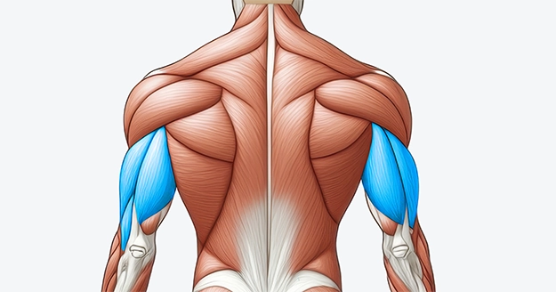 Triceps Muscle Group | Trainest